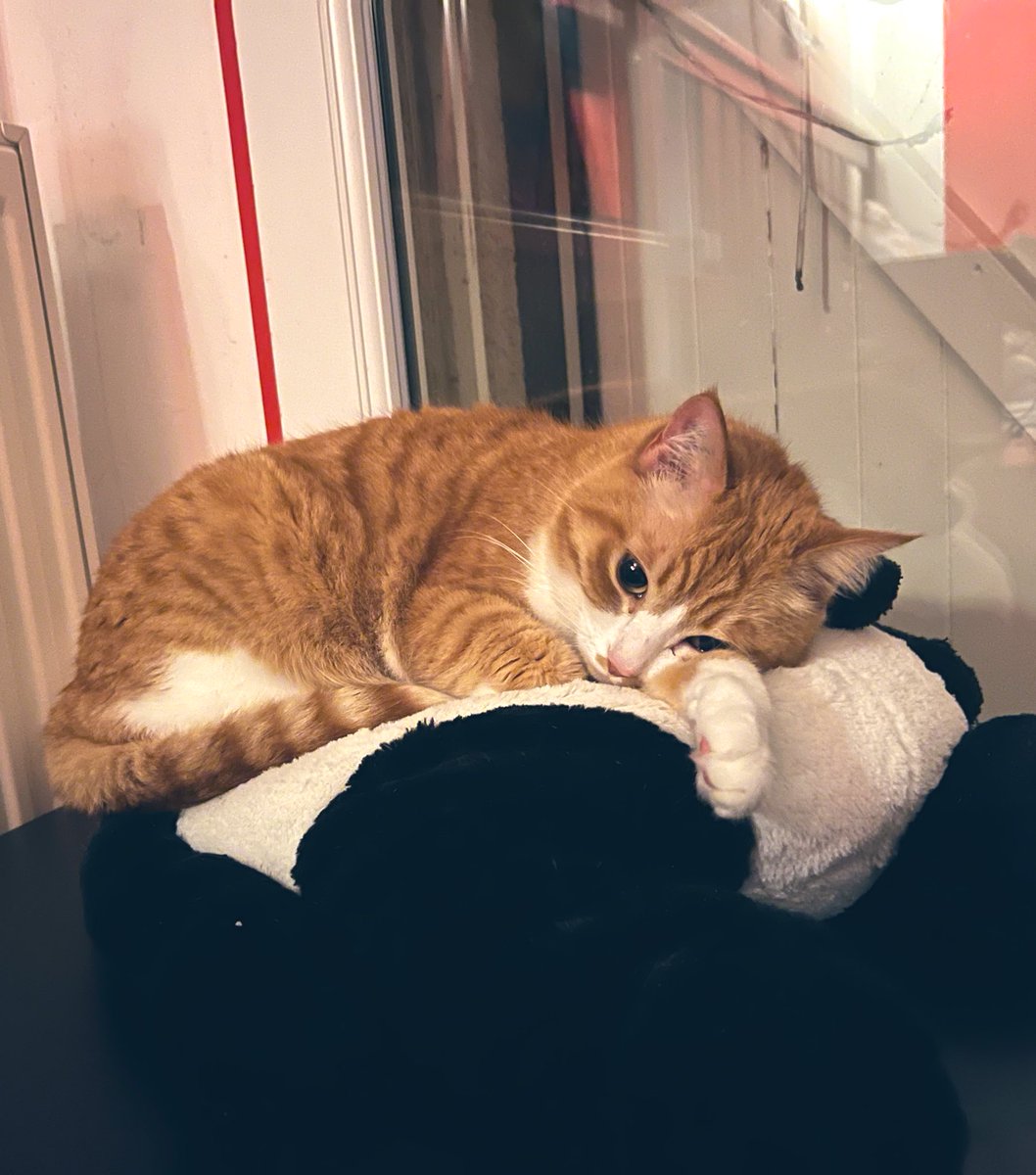 Galipette the Kat 🏳️‍🌈 tweet media