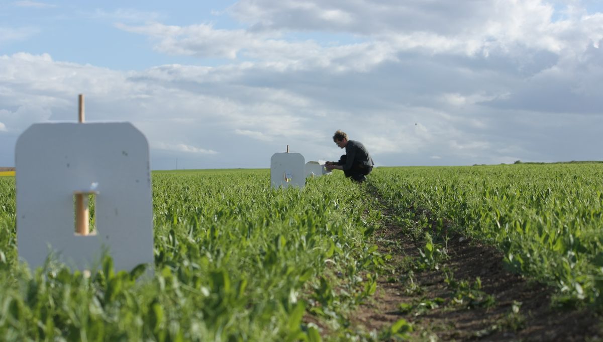 FermeDigitale's tweet photo. BRAVO à @AgriOdor qui lève 5 millions d'€ pour accélérer l’industrialisation de sa R&amp;D innovante.
La #startup utilise des parfums à base de #kairomones et d'#allomones pour modifier le comportement des insectes ravageurs ! #biotech https://t.co/ukdmaZioVU