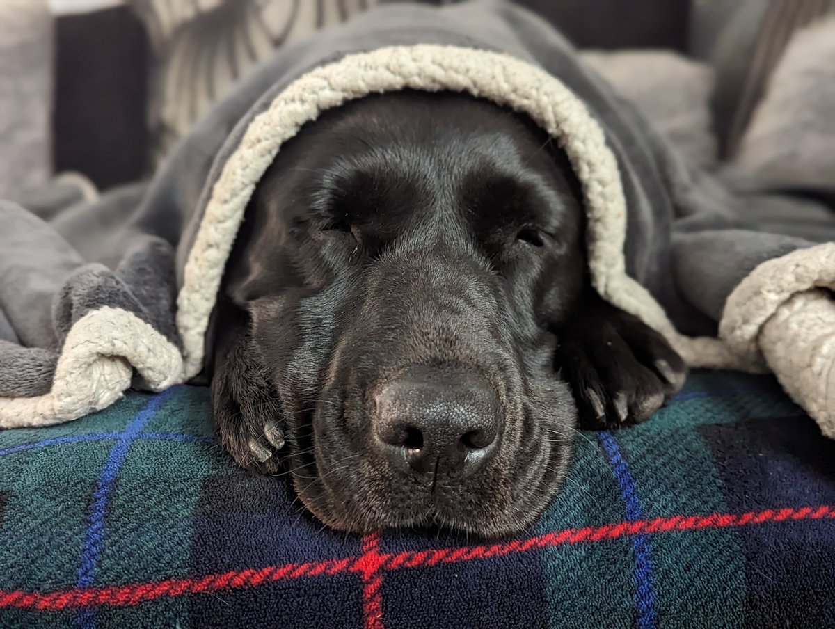 LifeOfLyla's tweet photo. #JetBlackLabRunFree ๐ค๐๐พ
@JetBlackLab2019
You're in our thoughts and spirit prayers... Love from a very sad Lyla and Mummy ๐ฅ x https://t.co/WYybkC1ZPj