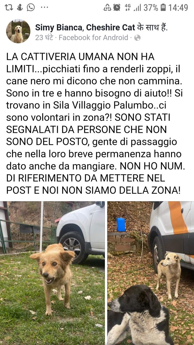 Emilystellaemi2's tweet photo. LA CATTIVERIA UMANA NON HA LIMITI😔😔😔 https://t.co/duAbcUJ3HT
