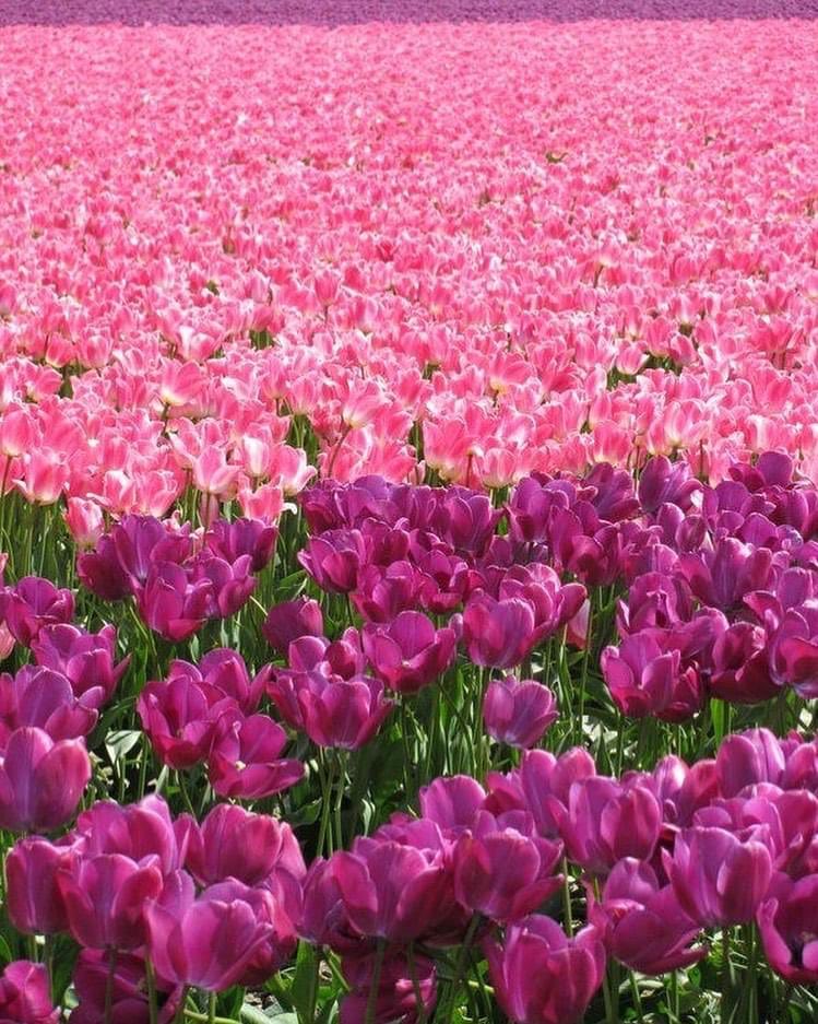 米国ワシントン州のスカジット バレーで燃えるチューリップ 🇺🇸 #fabulousflowers #tulips #flowerstoyourdoorstep