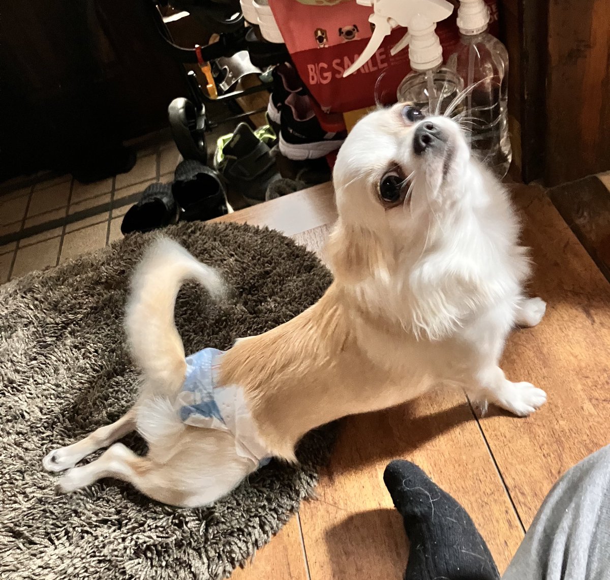 この態勢で前進してくるワンコ。
進撃の巨人に出てきそうな圧と勢い

#チワワのいる暮らし 
#犬のいる暮らし https://t.co/Wlds2yhohd