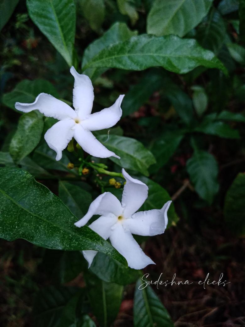jeonxier's tweet image. #FlowerPhotography
ʚ 🌱✧ ִֶָ 𓂃⊹ ִֶָ We take photos as a return ticket to a moment otherwise gone 💭  #forfuture #nostalgia #past #photography