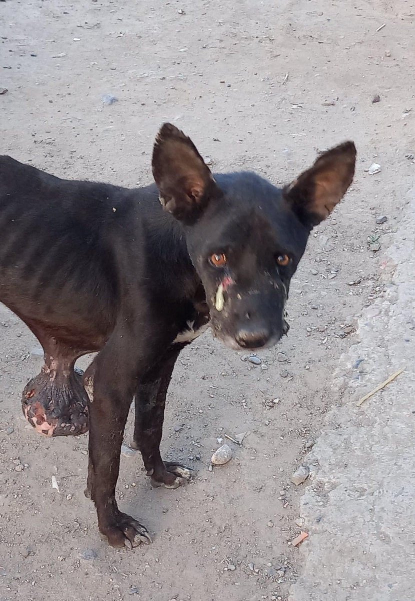 gllgina1's tweet photo. Hoy hace un año empezó el viaje con Negrito ahora Carmelo sin duda un rescate lleno de emociones..lo que mas llena el corazón que el lucho y como buen guerrero salió adelante..vive feliz..ama su casita..a sus humanos y hermanos perrunos.. gracias Angel Garibay por adoptarlo 💓💓 https://t.co/Dxgi7EmAAc
