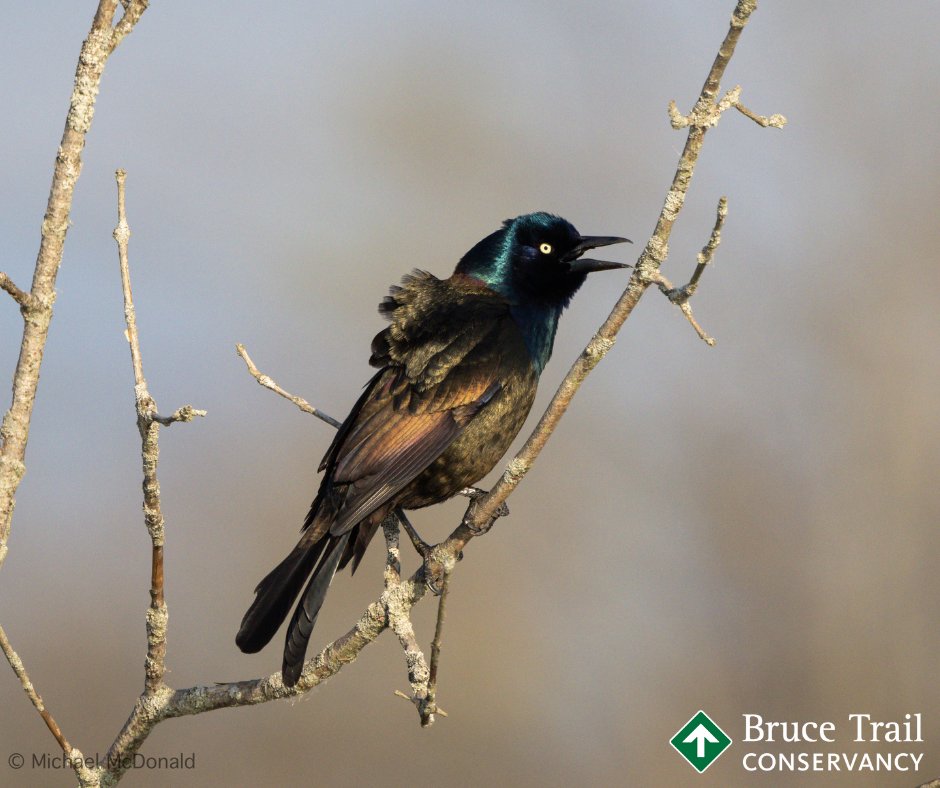 "Who are you calling 'common'?" With their iridescent colours &amp; clever food-gathering methods, we think Common Grackles are one of the underrated birds of the #NiagaraEscarpment. You can spot them in noisy groups in tall trees along the #BruceTrail.
#wildlifewednesday #birding