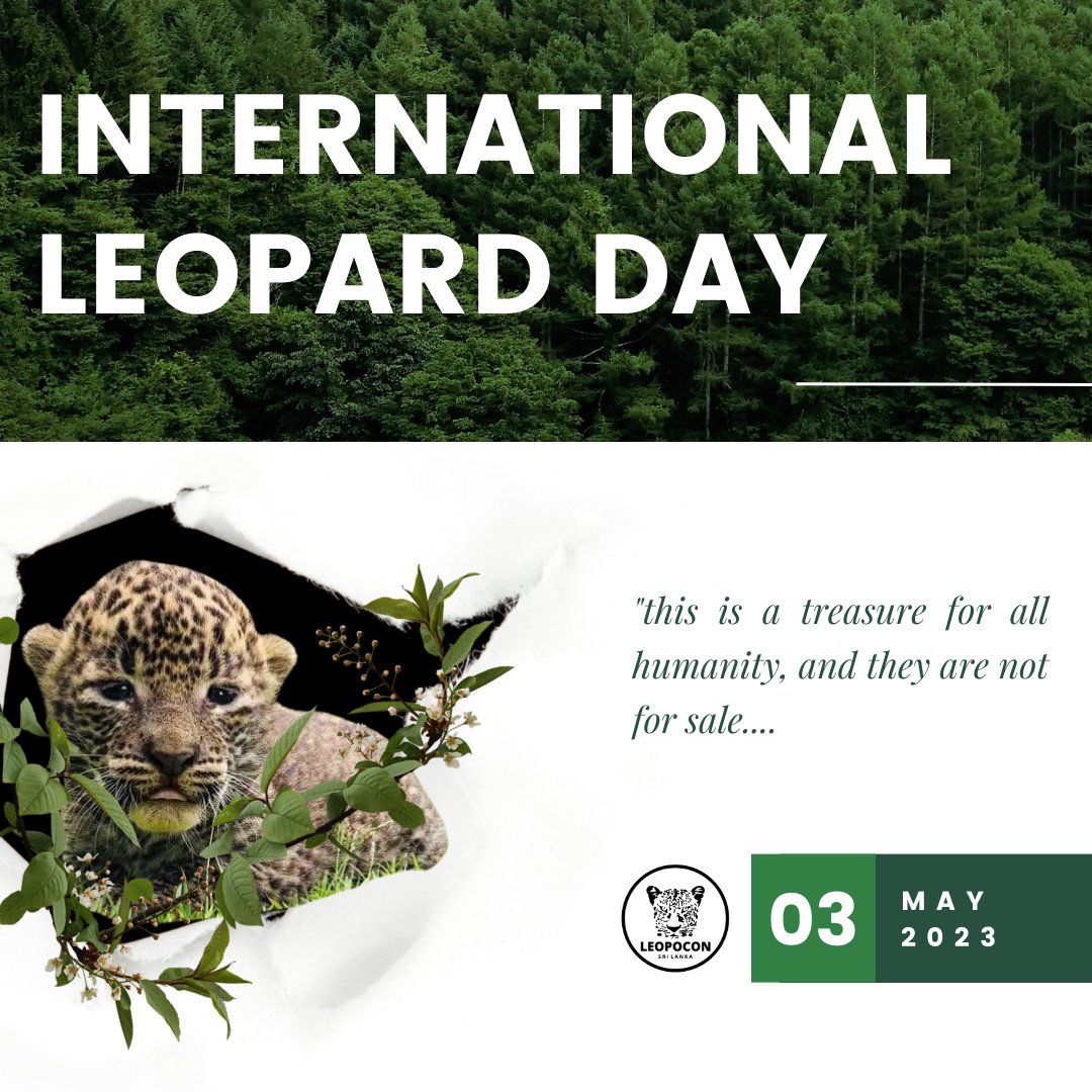 International Leopard Day 2023

Sri lankan Leopard is a leopard subspecies endemic to the country and currently their population is threatened by numerous human activities. Read more : facebook.com/10432265157745…
#Leopardday #srilankanleopard #nature #lka #wildlife
