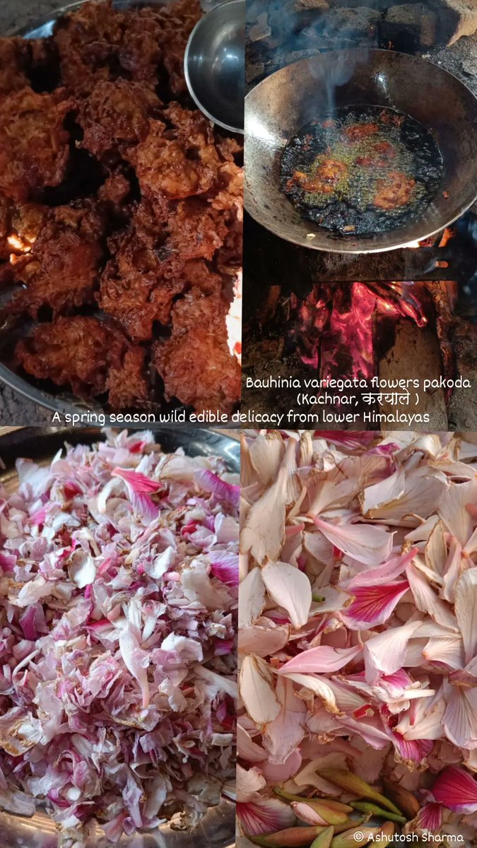 #wildedibles of #Himalayas 
Bauhinia variegata L.
Kachnar/Orchid Tree/करयाले
Family - Fabaceae

A collage from my recent field exploration in lower Himachal, where we enjoyed delicious mustard oil fried 'pakodas' made from Bauhinia flowers which is also considered local delicacy.