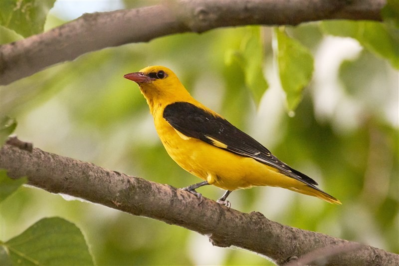 vogelnieuws's tweet photo. De eerste wielewalen zijn weer terug uit Afrika! #welkomtrekvogel
Ze zitten hoog in de toppen van bomen en zijn moeilijk te zien, maar hun lied is des te bekender! Dudeljo! 🎶 Al na zo'n 3 maanden vertrekken ze weer. Heb je ze ooit gehoord? Luister hier: https://t.co/IRTzdD8X78 https://t.co/pRPgSfCyZ4