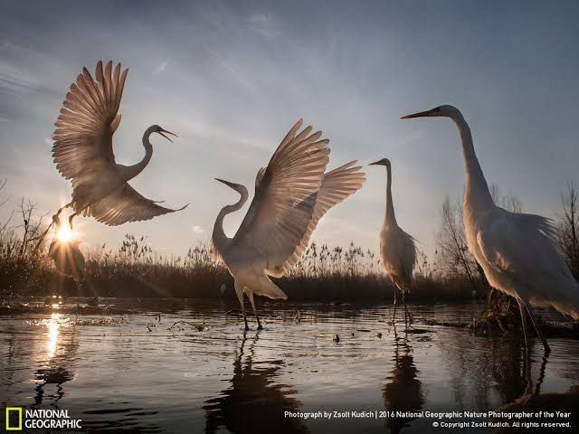 SherilAguilar1's tweet photo. En las páginas de la naturaleza se puede leer los temas más sublimes que despiertan las emociones más vivas, el orden y la armonía de la creación nos habla de un poder infinito y de las maravillas del que es perfecto en sabiduría.
#Rpsp
#Job39 https://t.co/zkqI56zYyw