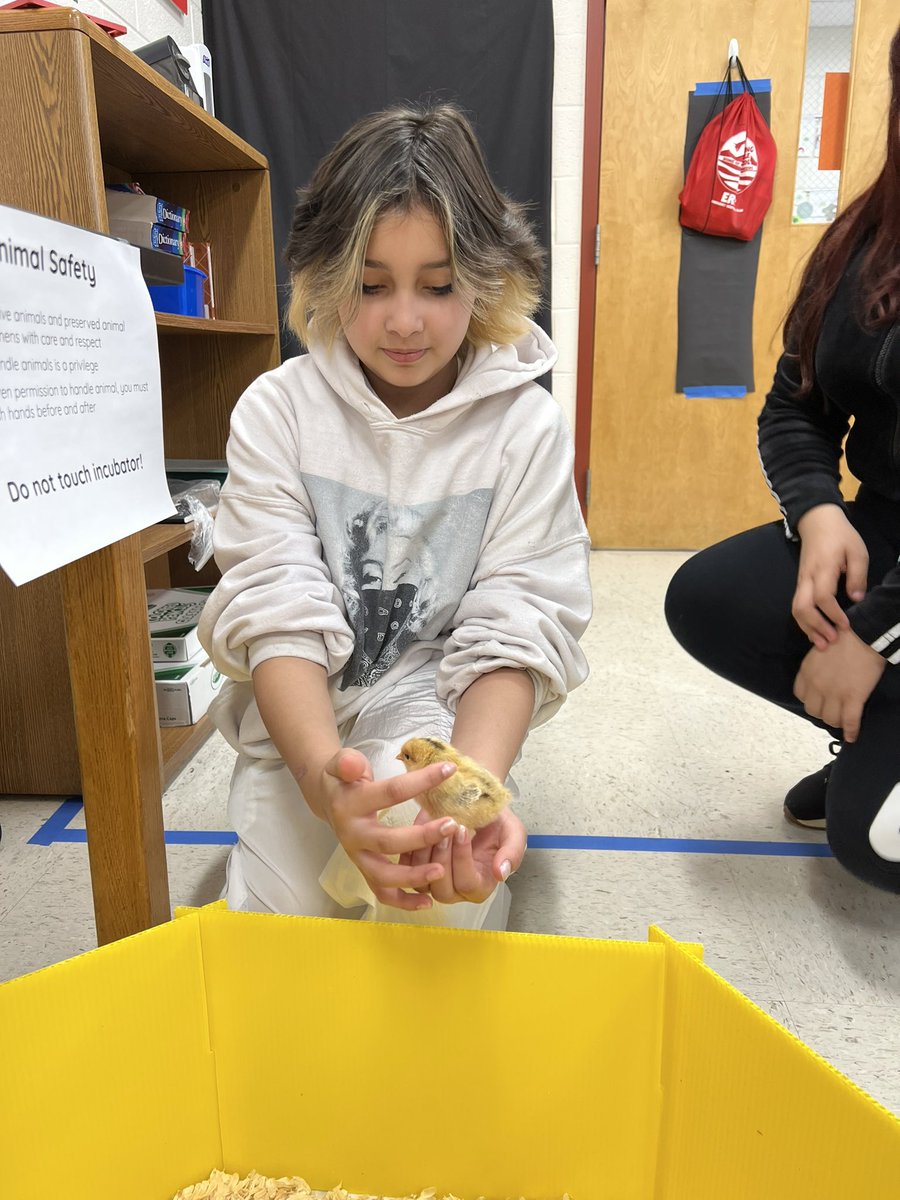 Today my advisory students got to hold our first little chick that hatched- meet Juanito! Named by my 6th grade scientists. 

<a href="/SterlingMiddle1/">Sterling MS</a> <a href="/LCPSScience/">LCPS Science</a>