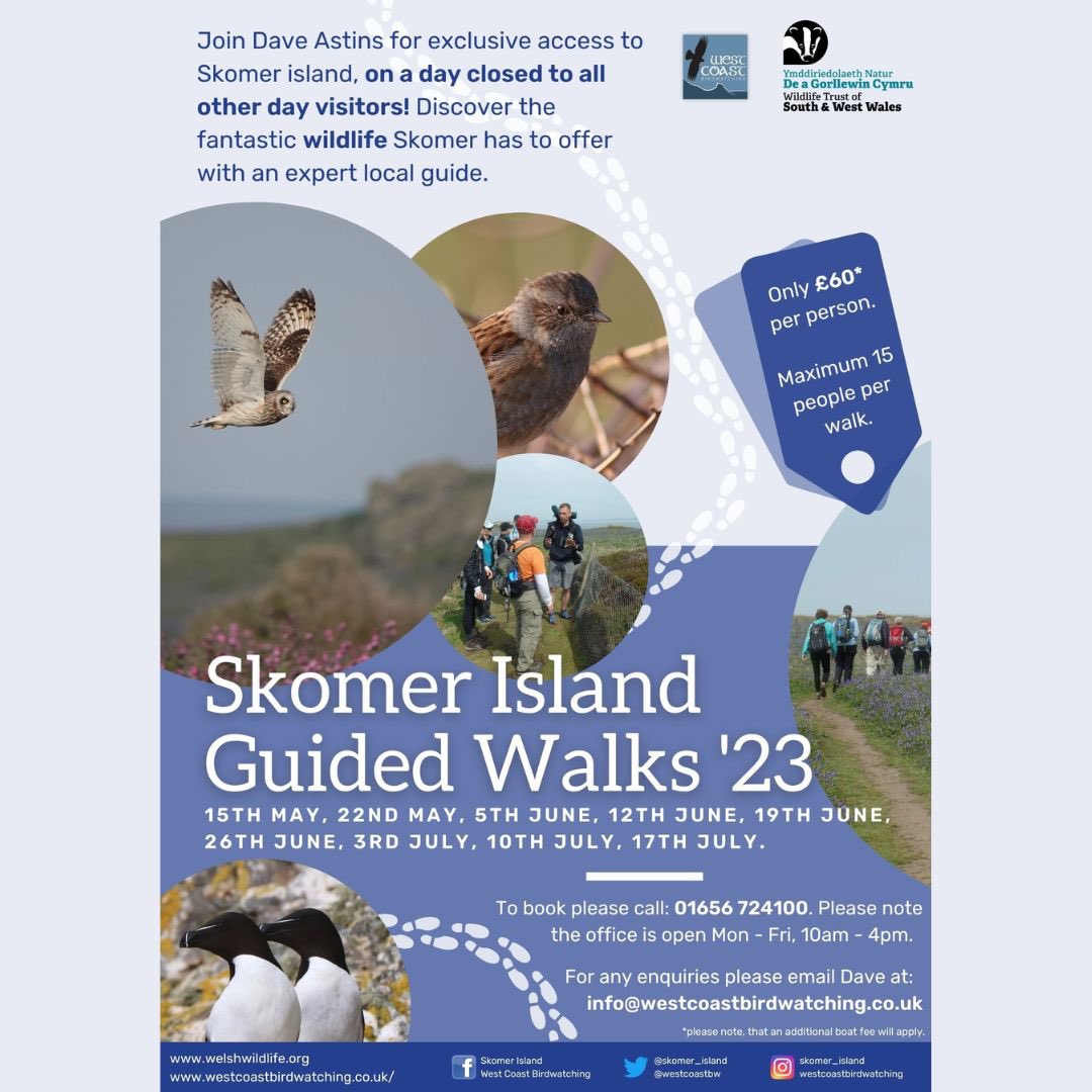 WTSWW's tweet image. Looking to improve your #bird ID skills? 🔎 Want to explore our beautiful @skomer_island with an expert wildlife guide without other day visitors? 👣

We have only 5 spaces left on our special Guided Walk on Monday 15th May. 🐧🐦🫶🏼👇🏼
