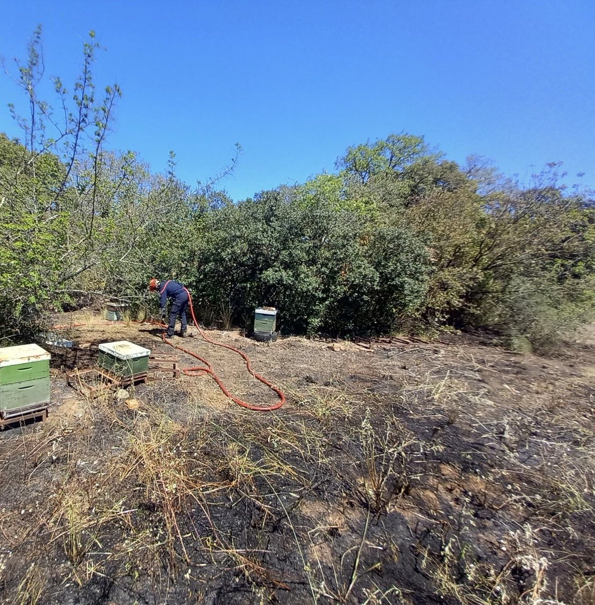 PompiersHerault's tweet photo. #ASignaler|| Grâce à l’intervention rapide & efficace des Sapeurs-#Pompiers de l’#Hérault des ruches ont été épargnées par les flammes & ainsi des milliers d’#Abeilles 🐝 ont eu la vie sauve #SoldatsDeLaVie #SondatsDuClimat https://t.co/USa9zTRpfS