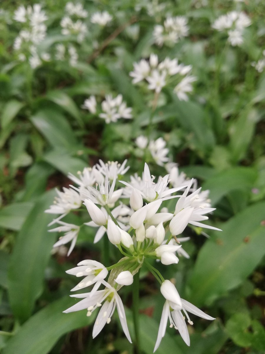 Daisy Spencer tweet media