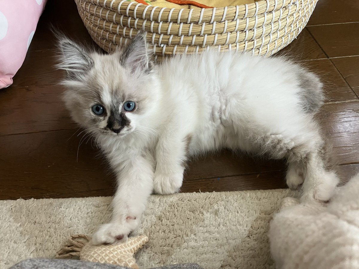 dontacos0817's tweet photo. 実家で飼い始めたラグドールが中々の可愛いさなのでアップします！
昼寝してたら顔中舐めてきます！！ https://t.co/7xx7cn4DEB