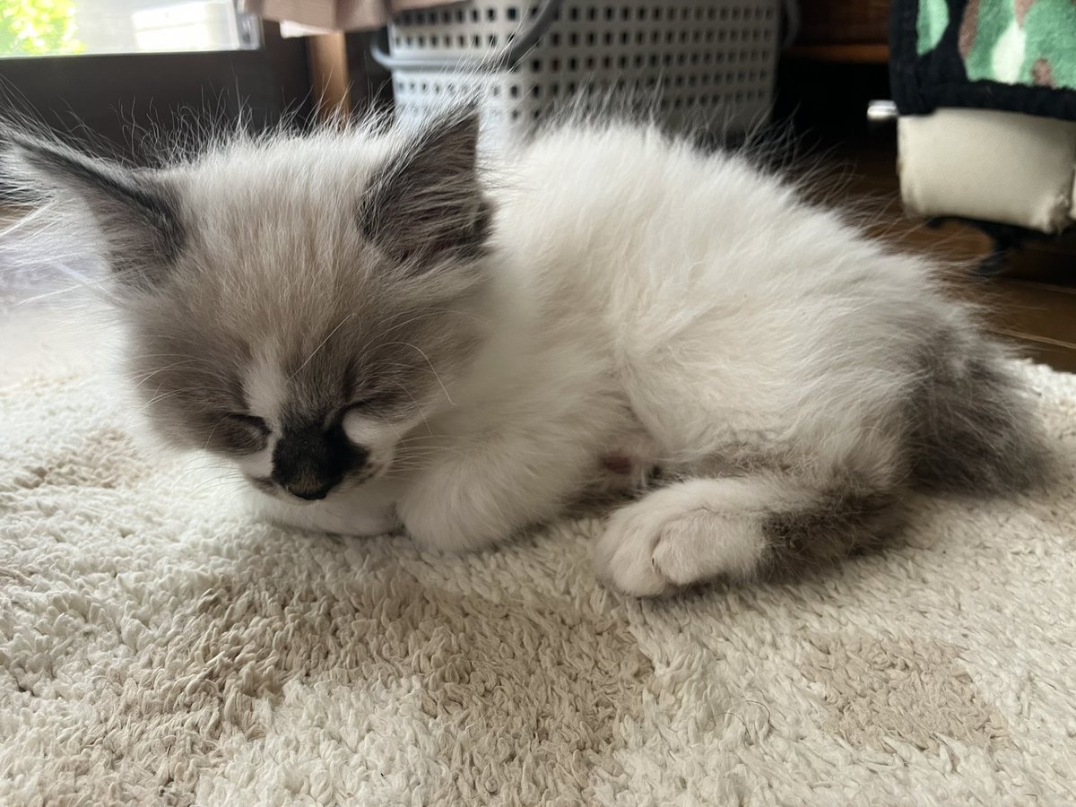 dontacos0817's tweet photo. 実家で飼い始めたラグドールが中々の可愛いさなのでアップします！
昼寝してたら顔中舐めてきます！！ https://t.co/7xx7cn4DEB