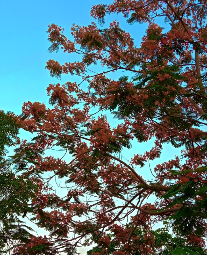 silksenpai's tweet photo. @pra_tea_k Mere GULMOHAR https://t.co/PBu4iUiwaE