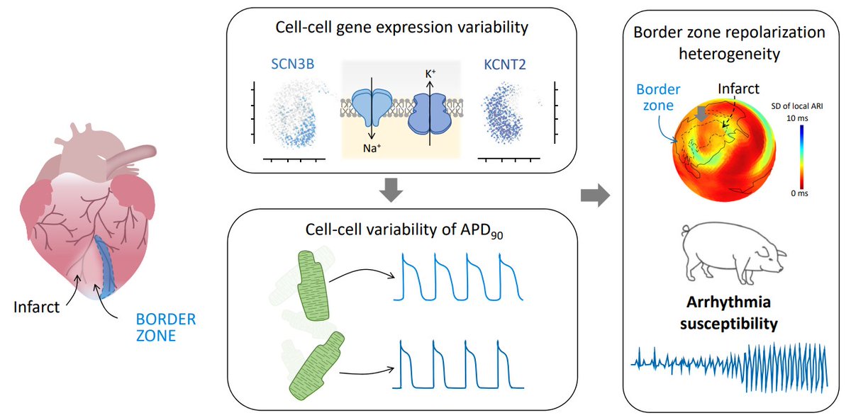 CircEP (@circulationep) on Twitter photo Heterogeneity of Repolarization and Cell-Cell Variability of Cardiomyocyte Remodeling Within the Myocardial Infarction Border Zone Contribute to Arrhythmia Susceptibility <a href="/RosaDonateP/">Rosa Doñate Puertas</a> <a href="/roderick_cardio/">LLEW RODERICK</a> #AHAJournals
ahajournals.org/doi/abs/10.116… Heterogeneity of Repolarization and Cell-Cell Variability of Cardiomyocyte Remodeling Within the Myocardial Infarction Border Zone Contribute to Arrhythmia Susceptibility <a href="/RosaDonateP/">Rosa Doñate Puertas</a> <a href="/roderick_cardio/">LLEW RODERICK</a> #AHAJournals
ahajournals.org/doi/abs/10.116…