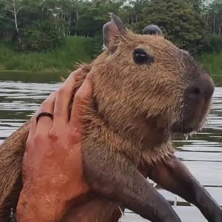 centralreality's tweet photo. 🚨ELA É O MOMENTO! De acordo com o Google Trends, a Capivara Filó foi o assunto mais comentado nos últimos dias, desbancando até mesmo Amanda Meirelles, campeã do maior reality show do país. https://t.co/7zFbTLNelD