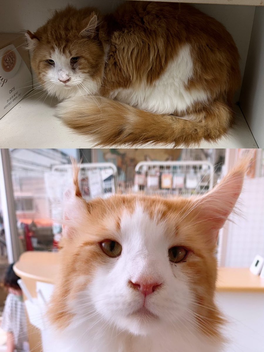 nekonoya_oden's tweet photo. おあげが日に日に子猫っぽくなってる気がするなぁと思ってはいたんですが、ふとレスキューした日と比べてみると、こんなに穏やかな顔になってて泣けた😭検疫期間を経てふれあいに降りた翌日から毎日、一番にお客さまお出迎えしてるおあげ。おでんにいることを幸せだと感じてくれてたら嬉しいなぁ☺️ https://t.co/G0GpbNvjsu