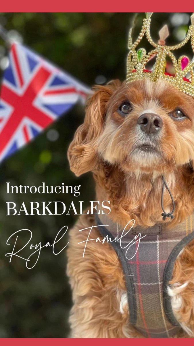 Barkdales Luxury Dog Nursery tweet media