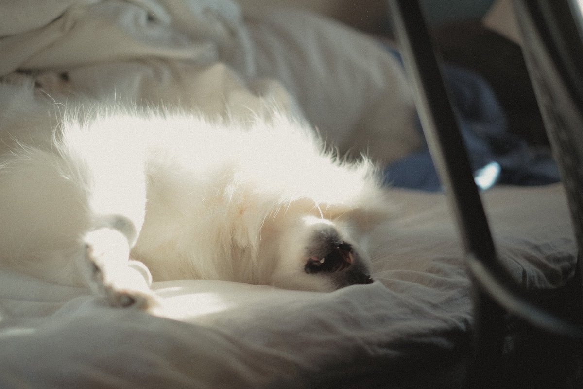 『 お散歩にいぎだぁぁぁい 』

2023.05.03
#fujifilm