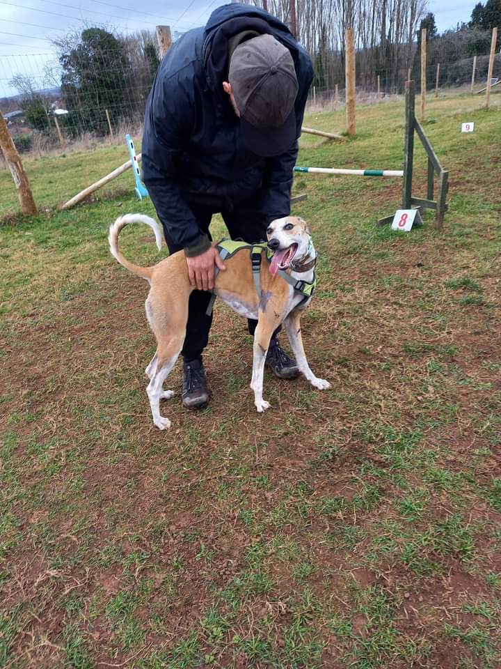 Sandy enjoys  her agility classes loves the praise from her trainer 
Read about her profile 
lurcher.org.uk/Sandy 
#houndsoftwitter 
#lurchers 
#foreverhomes 
#england 
#PictureOfTheDay
@NevilleSouthall 
#Somerset 
#Midlands
#MHHSBD
