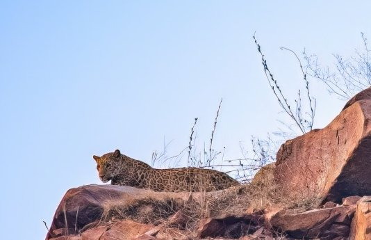 Youth4Aravallis's tweet photo. Today is International Leopard Day! Save this shy, majestic, elegant animal. Provide protection, surveillance in Aravallis to make safe corridors for Leopards. Stop human intervention &amp; illegal mining in Aravallis which is a home for them.  #WorldLeopardDay #LeopardDay #Leopard https://t.co/nSKtsqerA4