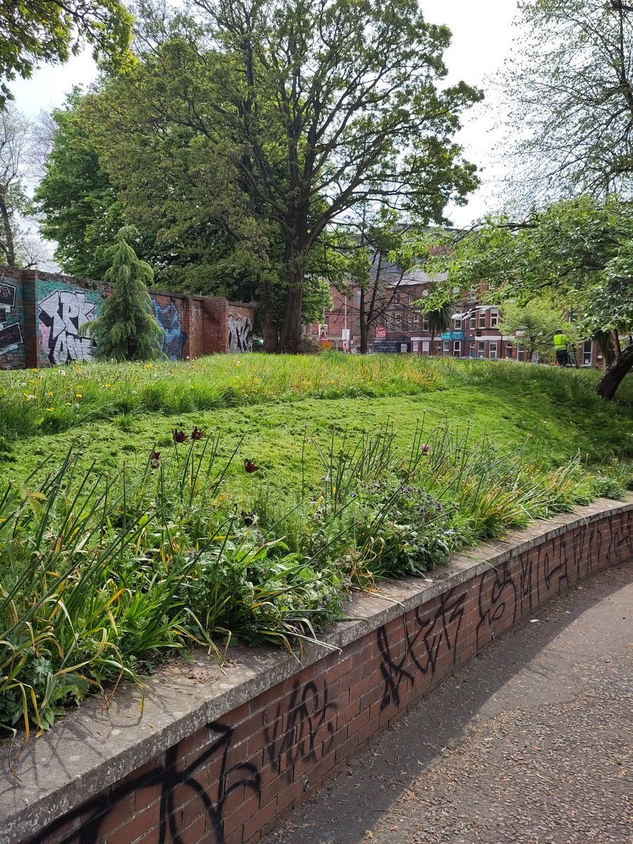 Horrible to see the wonderful wildflowers of Ormeau Park mown away today for the sake of tidy lawns... We have already lost 97% of our meadowlands. The destruction of an essential haven for pollinators during a biodiversity crisis is not a good look <a href="/belfastcc/">Belfast City Council</a>