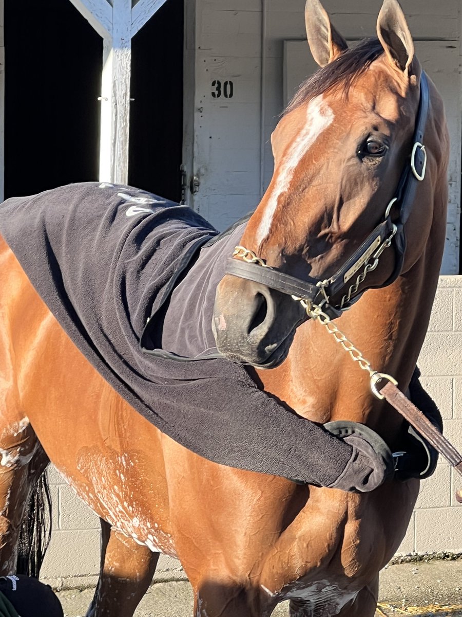 hatrat's tweet photo. Another brisk morning at @ChurchillDowns happy to have met @RealBackstretch #KYDerby &amp; #KYOaks contenders/hopefuls 🐎#CycloneMischief 🌹 #HitShow 🌹#JuliaShining 🌸 #Taxed 🌸 #TeamCox @PletcherRacing @bradcoxracing @Romansracing #RandyMorseRacing @KentuckyDerby https://t.co/aWE3bgfxlh