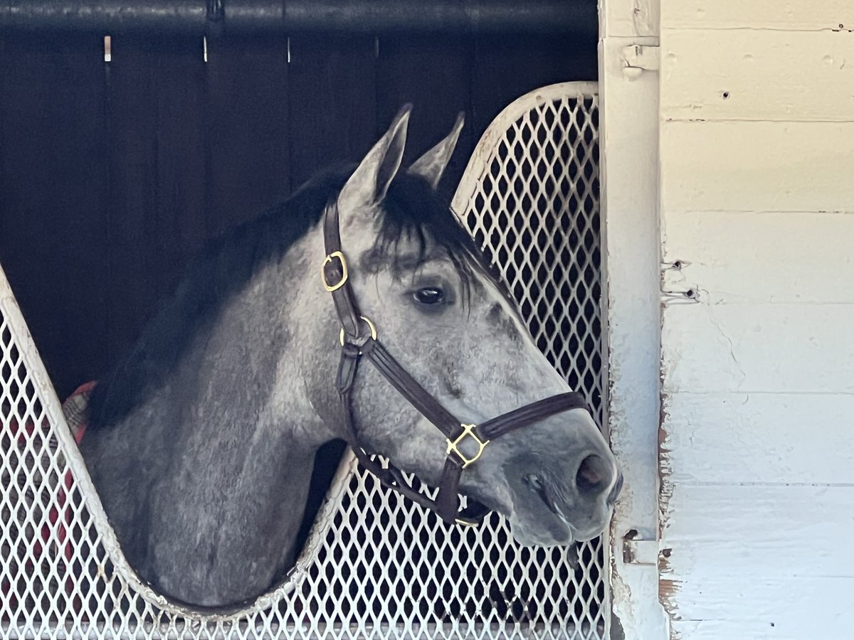 hatrat's tweet photo. Another brisk morning at @ChurchillDowns happy to have met @RealBackstretch #KYDerby &amp; #KYOaks contenders/hopefuls 🐎#CycloneMischief 🌹 #HitShow 🌹#JuliaShining 🌸 #Taxed 🌸 #TeamCox @PletcherRacing @bradcoxracing @Romansracing #RandyMorseRacing @KentuckyDerby https://t.co/aWE3bgfxlh