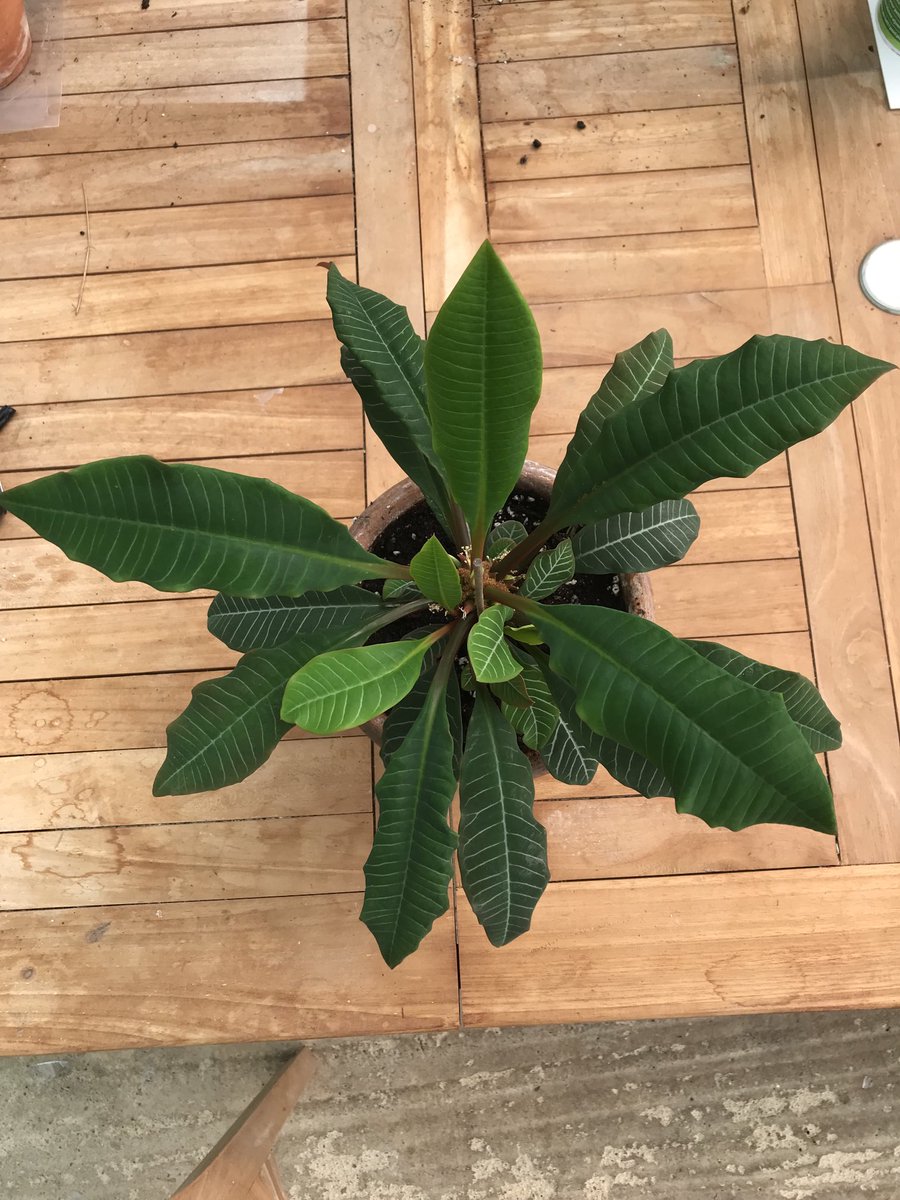 Does anyone know what this plant is please….. i found it amongst my ferns…