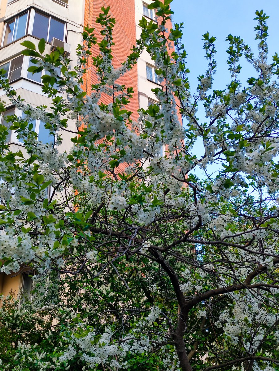 Добрый день. 😊
🌸🌳🌸🌳🌸🌳🌸🌳🌸
Good afternoon. 
#MyPhoto 
#NatureBeauty 
#SpringVibes 
#SpringBlooming