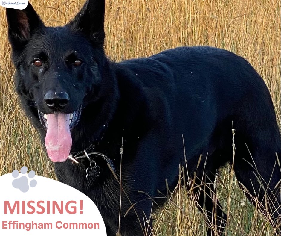 ‼️ Urgent ‼️
📍 Location- Effingham Common
🗣️ Name- Storm
💊 Chipped
✂️ Neutered
✅ Wearing a black collar

Storm has been missing since this morning. Please visit Storm's profile below where there are more details and you can message their owner direct.

animalsearchuk.co.uk/ALP303763