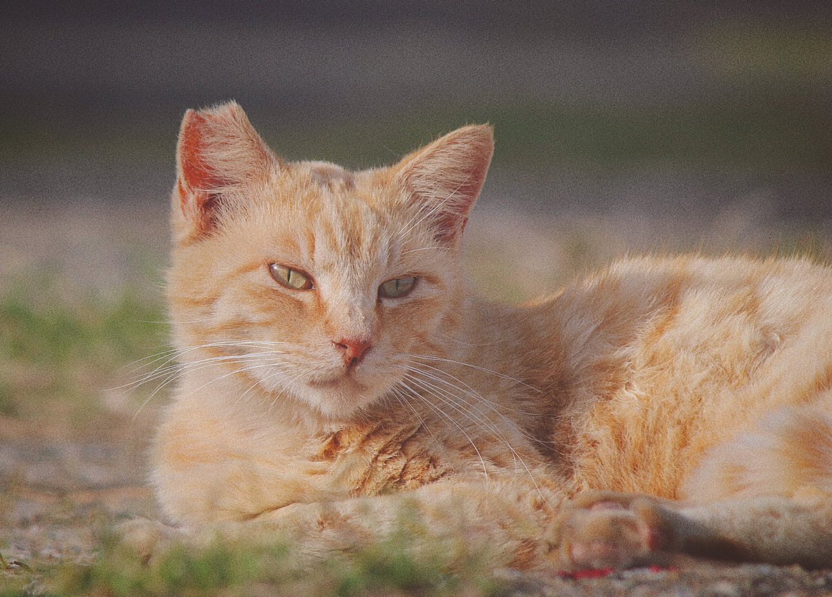 _yasumouyo's tweet photo. 福岡県 相島にいる、春のねこたち

#写真好きな人と繋がりたい 
#猫のいるしあわせ 
#kissx7  #Canon https://t.co/Ld8qyPcCkW