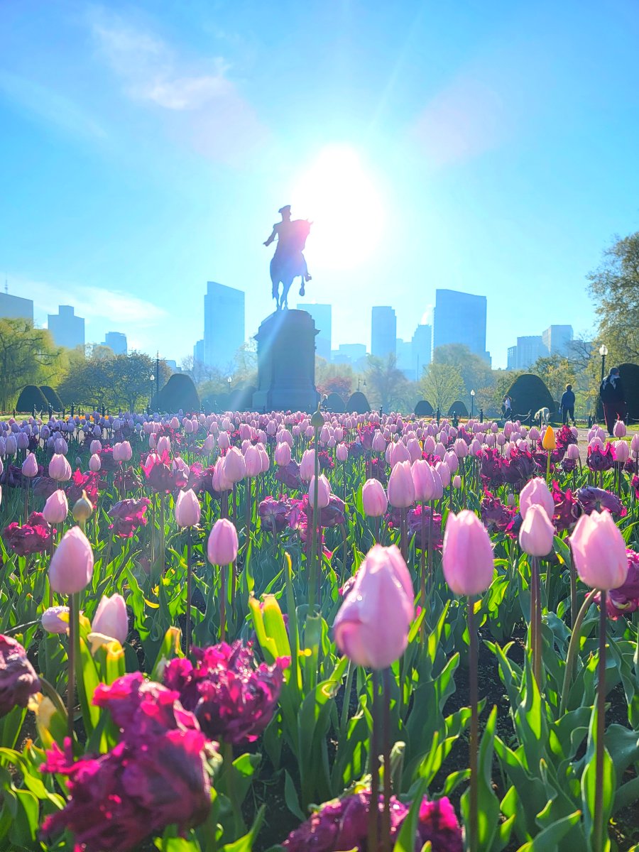 ALERT: Tulips have taken over the City of Boston.

❤️