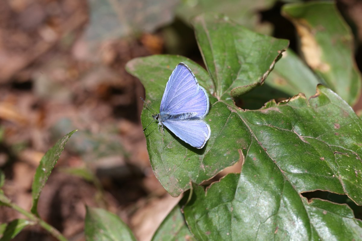 Holly Blue female and male, seen at Shapwick Heath, Somerset and Ashton Court, Bristol respectively in the last couple of days. @savebutterflies