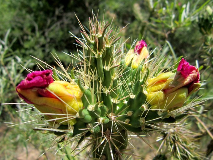 Look West: Public Lands Rule would level the playing field for conservation
mailchi.mp/westernpriorit…