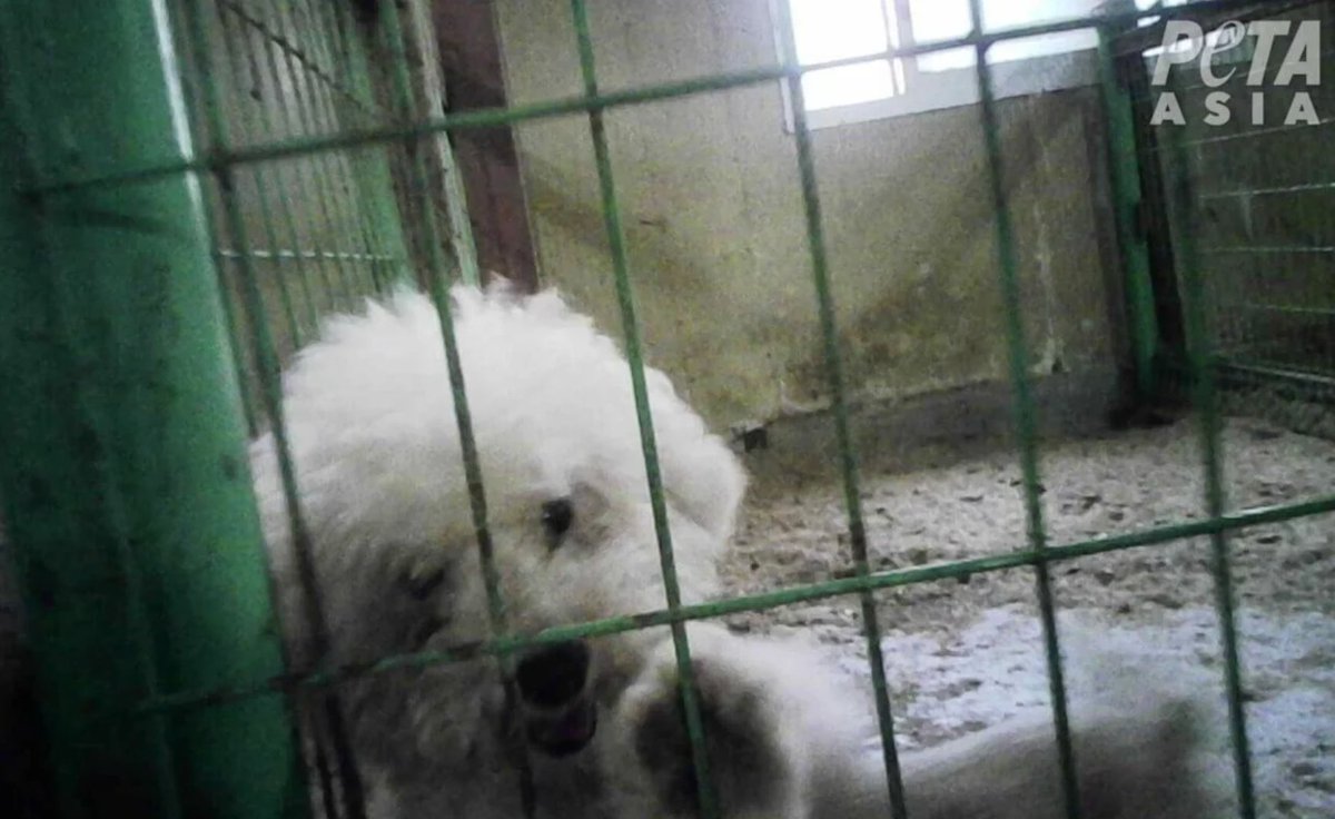 Dv8World's tweet photo. PETA dévoile le cauchemar des usines à chiots en Corée du Sud.
PETA unveils the puppy mill nightmare in South Korea.
https://t.co/ih0zTkwS5T
#PETA #news #puppylove #chiot #animaux #animals #animalwelfare #animalcruelty #maltraitanceanimale #chiens  #DogLover #vegan #AnimalLovers https://t.co/hejkp3ZHbC