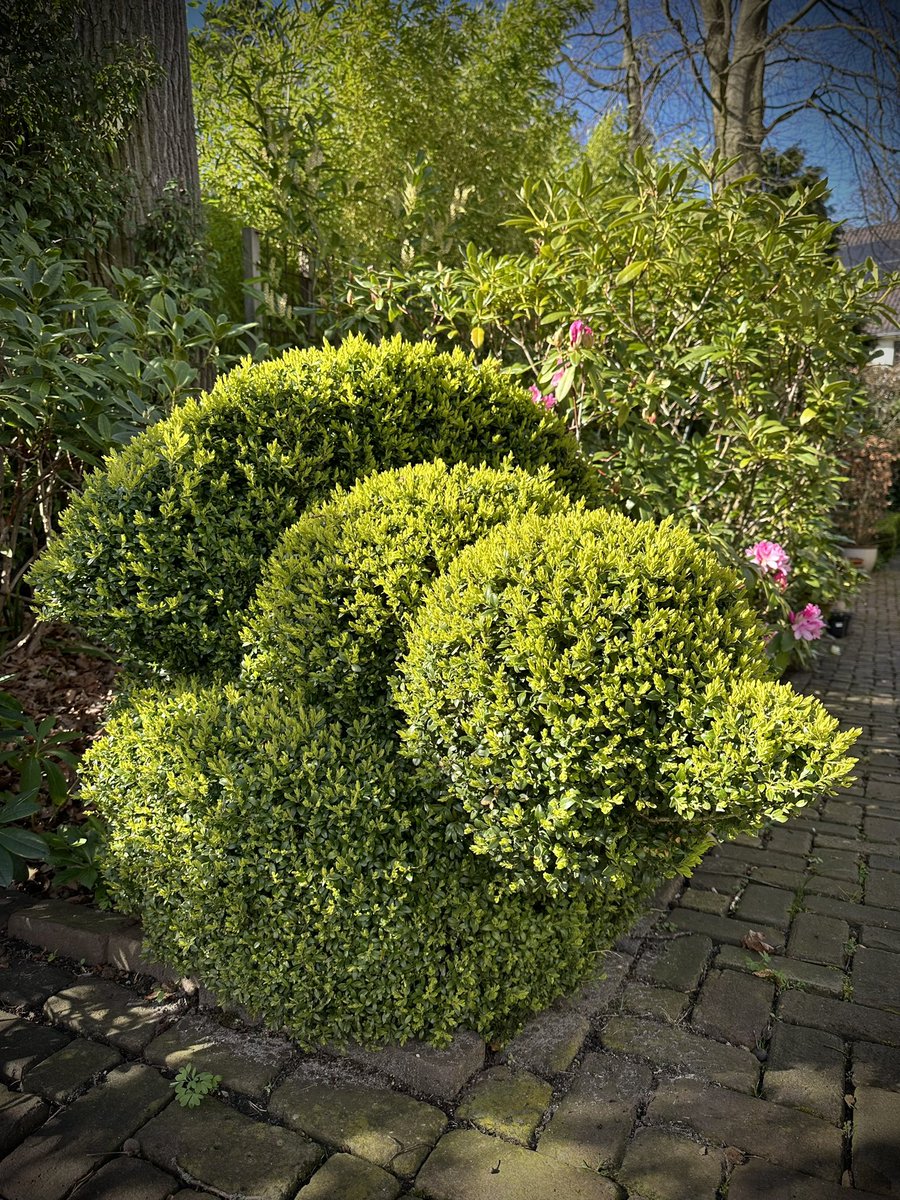 BuxusKing's tweet image. This chick is happy that spring is back! 🐤☀️
.
#Buxus #buchsbaum #buchs #boxtree #boxtrees #boxwood #buchsbäume #box #topbuxus #boxblight  #buxusball #topiary #buxussempervirens #hedge #garden #gardeningtwitter #plant #spring #SunnyDay
