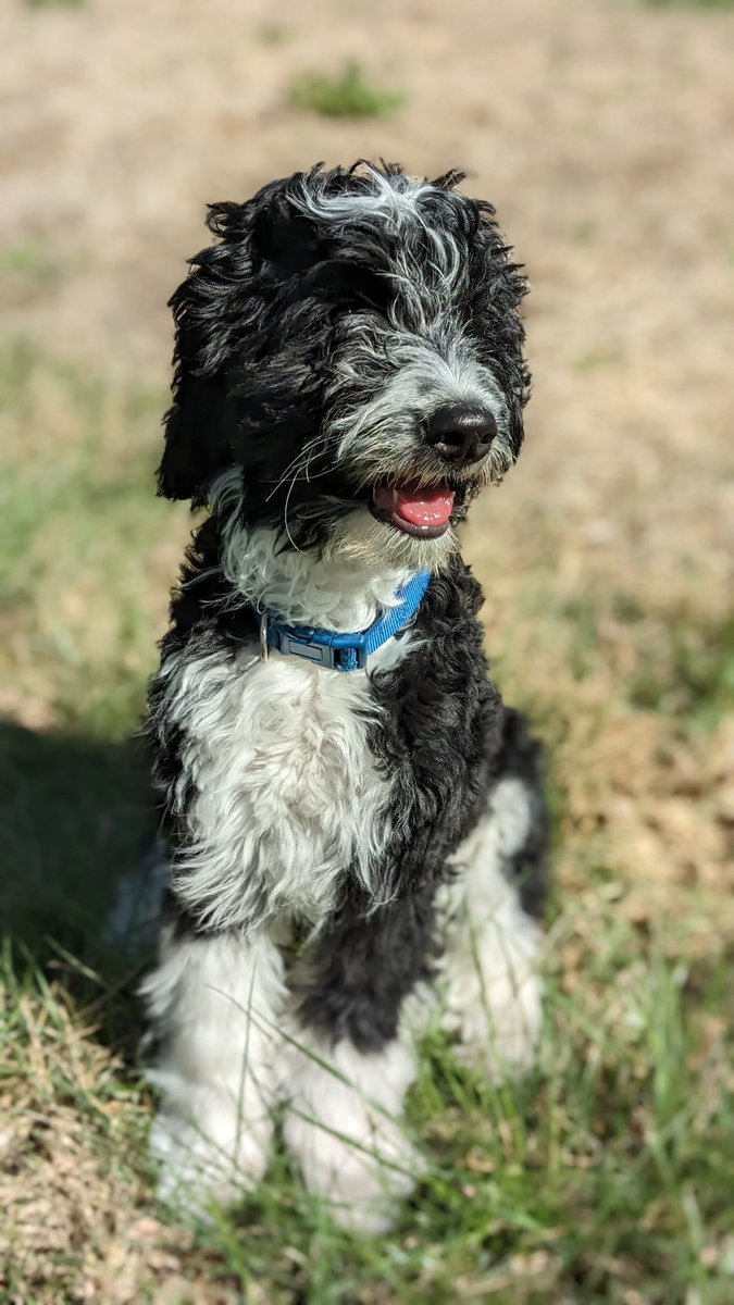 Need a little moment to destress after finals? SURPRISE, we will have puppies up on the MSC Lawn at 10am this morning! Happy last day of classes, come celebrate a great end to the semester while cuddling a puppy! 🐶🎉