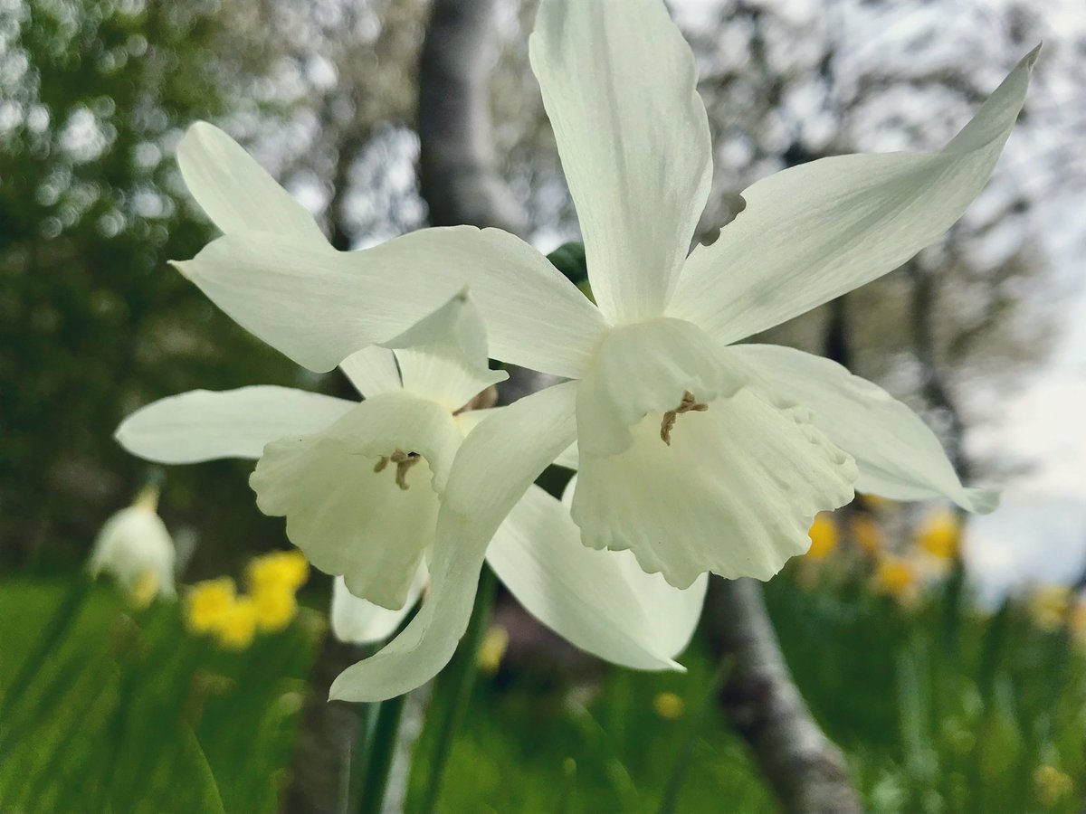 cloudymamma's tweet image. 👼 Angel’s Tears … 🤍🌱🤍

  just stunning pure white flowers, like the wings of a dove 🕊️ to me, a bit more cheerful than the 👼😢! 

narcissus Thalia in #MyGarden 

#MayFlowers #gardens #ThePhotoHour