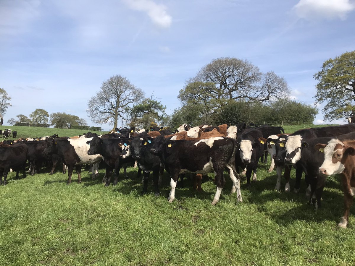 Lizhaines6's tweet photo. Fantastic farm walk with @TheAHDB @BritishGrass @LIC_UK_Ltd showing what can be achieved with crossbred beef calves from block calved herds on a simple grass based system. Thank you Graham Parks for showing us your set up. #dairybeef #grassbased https://t.co/YUERPnPLdI