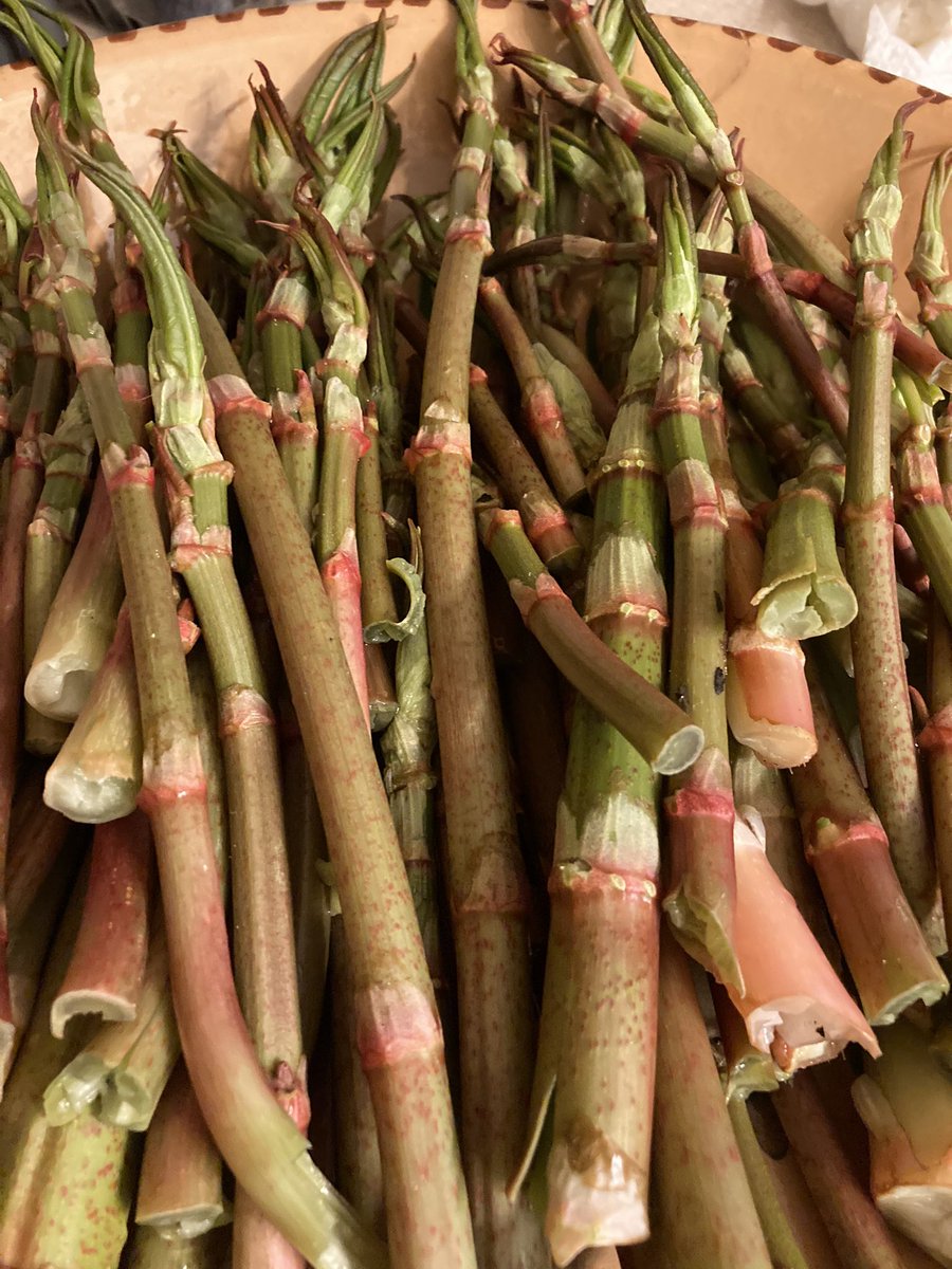 jmcstudio331's tweet photo. Japanese Knotweed is an invasive species in New England and edible, so eat up, as it’s full of minerals. Tastes like a cross between rhubarb and asparagus and can be eaten raw or steamed lightly. Early spring sprouts are the only edible parts. https://t.co/hxOKRGTYfz
