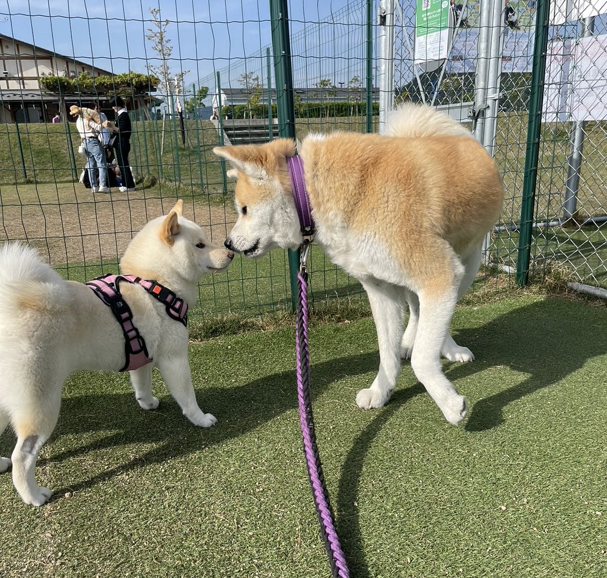 0101akitainu's tweet photo. 久しぶりにドッグランせせらぎの里に行ってきました🚗
秋田犬＆柴犬ちゃんの女の子🐕可愛い❤️ https://t.co/72pMaXwNY9