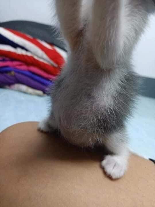 Why you should have a cat (@shouldhavecat) on Twitter photo 
