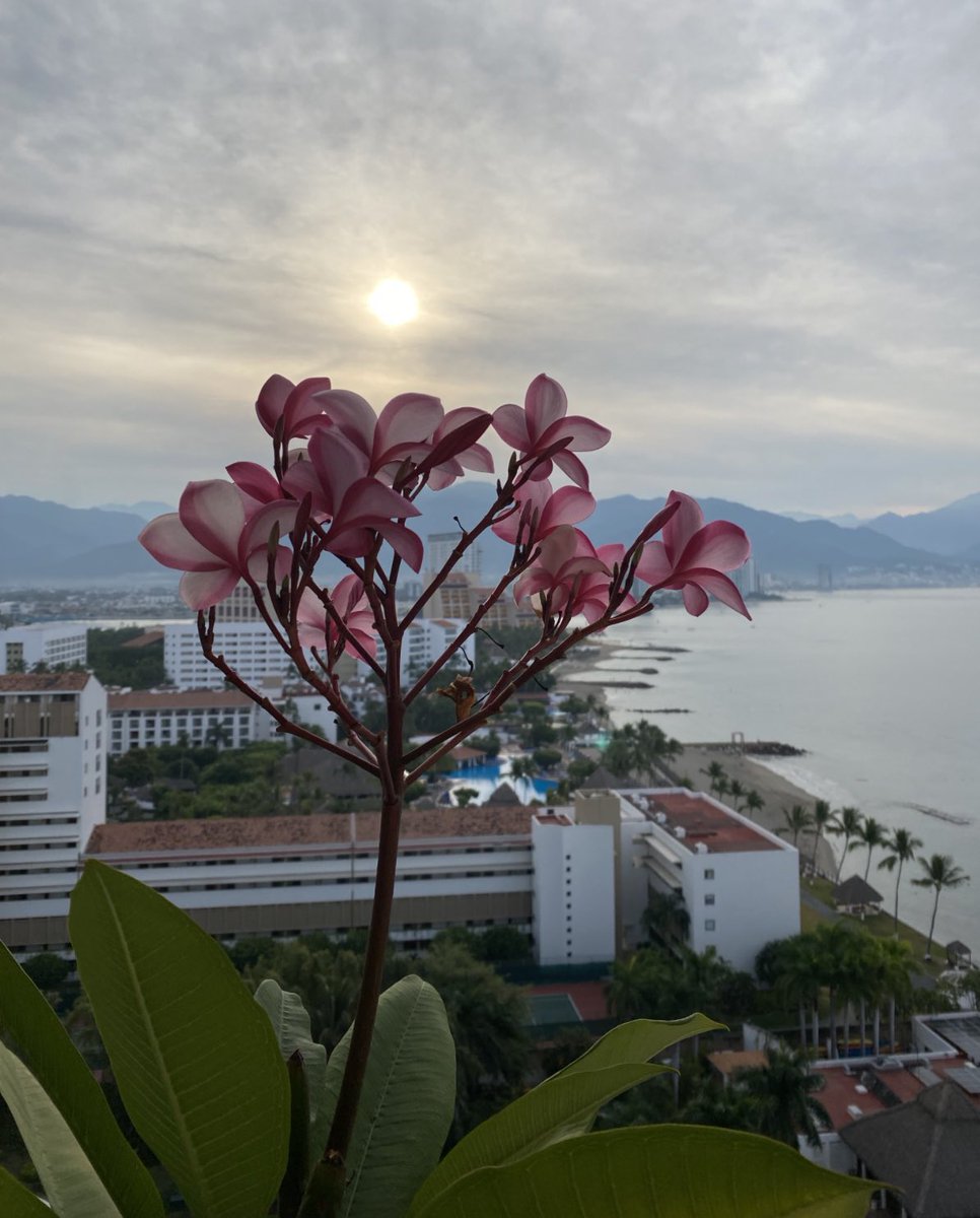 AldonzaHidalgo's tweet photo. @wonder_m_r Plumeria
He notado qué hay lugares en donde su aroma es más fuerte https://t.co/Llp9n8U1hb