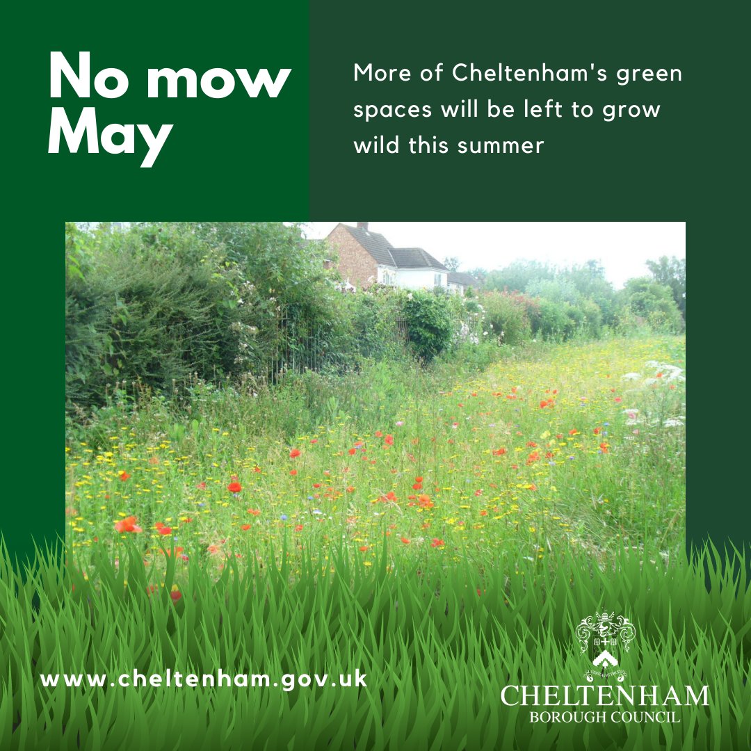 CheltenhamBC's tweet photo. Wildflowers could bloom in more public spaces this summer as we support #NoMowMay.  

Nine new meadow sites will be left to grow wild - adding to our existing 50 urban meadows around #Cheltenham - with the aim of supporting our precious wildlife 🌱🌷🐝

@Love_plants #pollinators https://t.co/TzUoWJtEnB