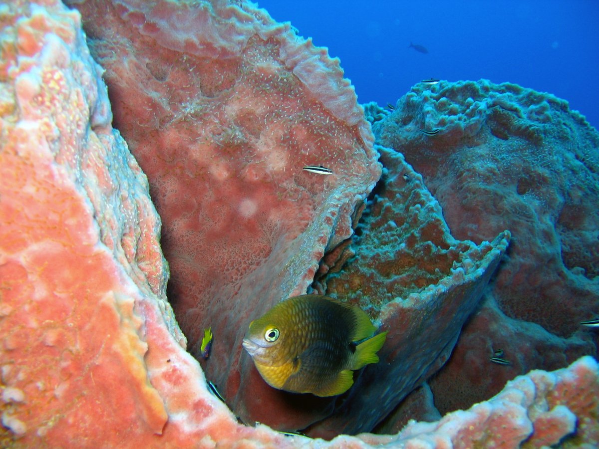 FGBNMS's tweet photo. The #GiantBarrelSponge filters tons of water on the #Reef and provides #Habitat for other species. A 3-spot damselfish (center) &amp; several small bluehead wrasse (striped fish) seem to be occupying this one, while keeping a wary eye on the photographer. #MarineSponge https://t.co/L2LFS6dNRI