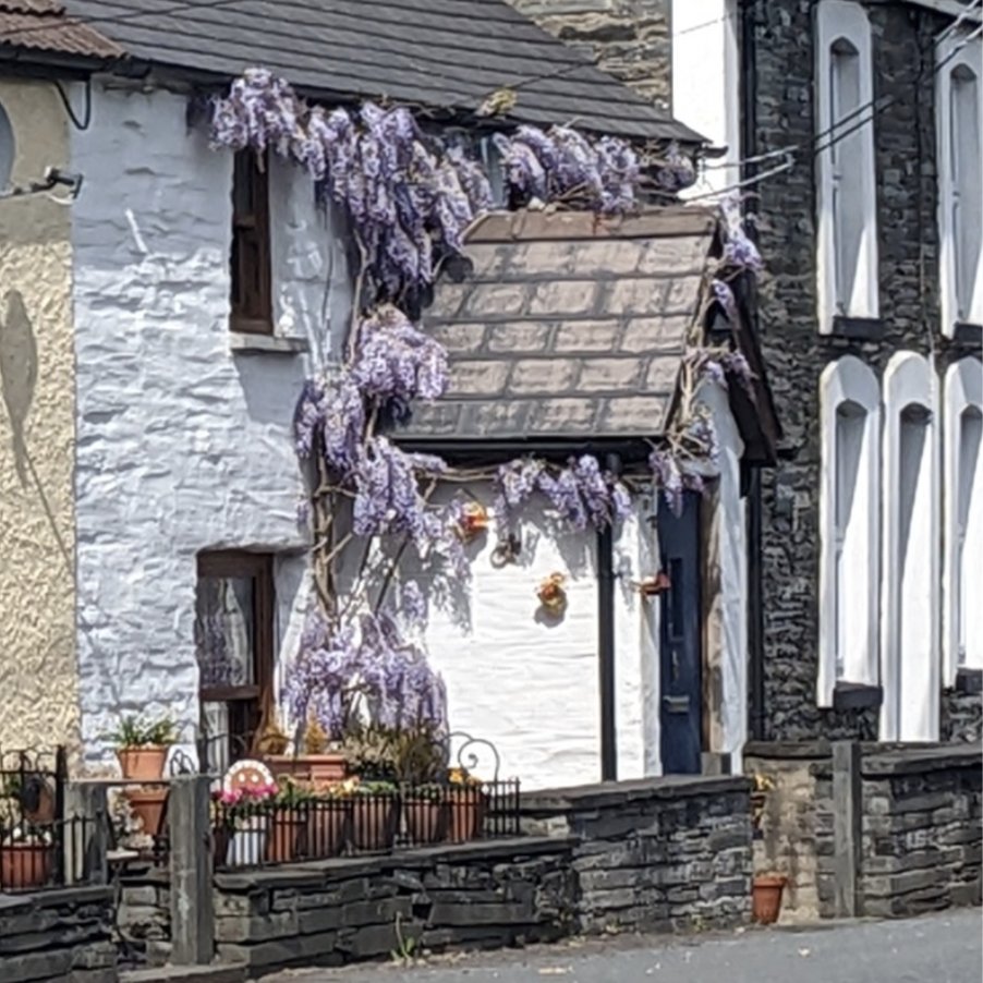 #wisteriahysteria in Cilgerran