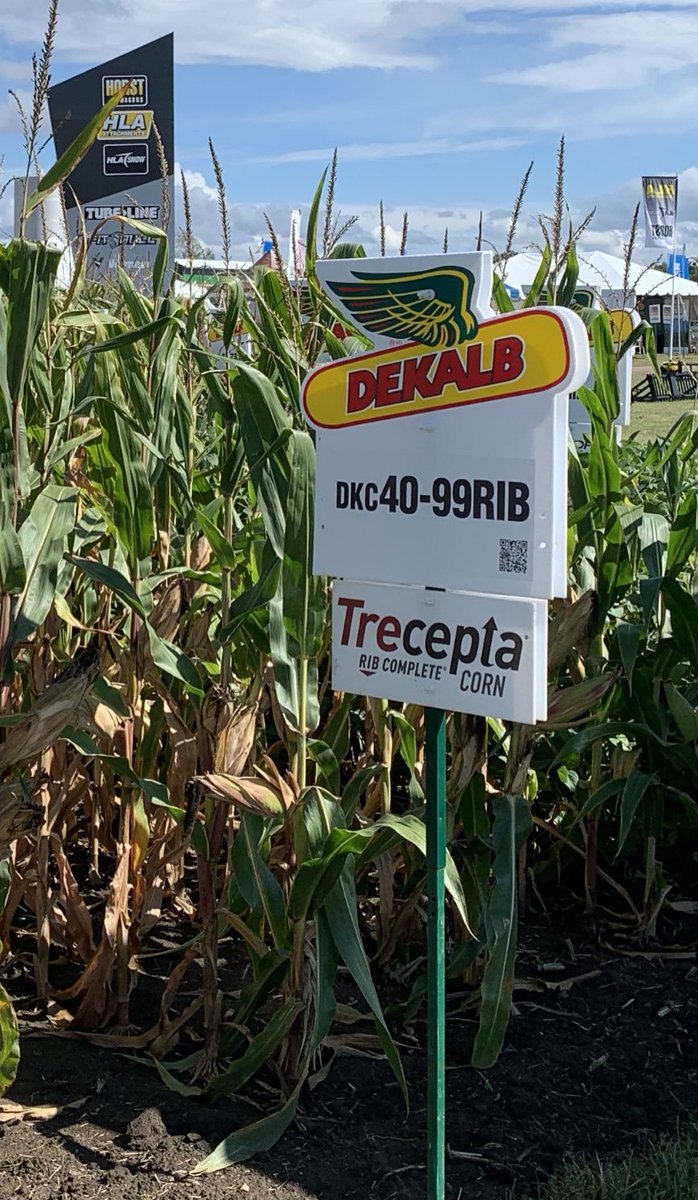MariekePatton's tweet photo. DKC40-99RIB - so much potential in the bag- just patiently waiting for the ground to to be fit!#PreciousCargo #CleanCorn #Trecepta #BuckleUp #DEKALBdelivers https://t.co/KMxxRInhm3